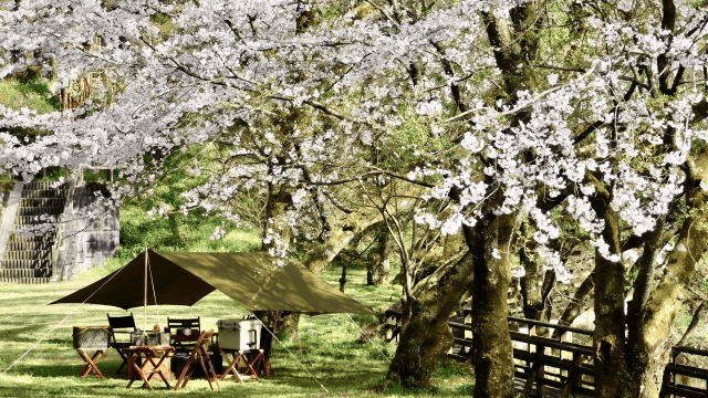 桜が眺められるキャンプ場10選！人気エリアから穴場まで紹介